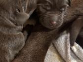 Labradors