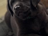 Labradors - nuotraukos Nr. 2