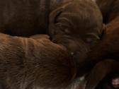 Labradors - nuotraukos Nr. 3