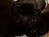 Labradors - nuotraukos Nr. 4
