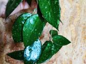 Hoya parasitica black margin