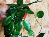 Hoya parasitica black margin - nuotraukos Nr. 2