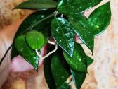 Hoya parasitica black margin - nuotraukos Nr. 3