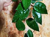Hoya parasitica black margin - nuotraukos Nr. 4