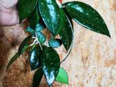 Hoya parasitica black margin - nuotraukos Nr. 5