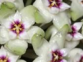 Hoya parasitica black margin - nuotraukos Nr. 6