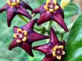 Hoya ciliata