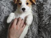 Kilmingi Džeko Raselo terjero šuniukai - nuotraukos Nr. 2