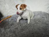Kilmingi Džeko Raselo terjero šuniukai - nuotraukos Nr. 5
