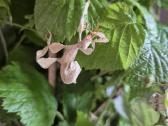 Eukaliptinės gyvalazdės - nuotraukos Nr. 5