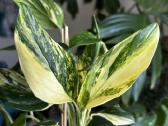 Monstera Standleyana Aurea