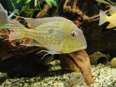 Akvariumo žuvys