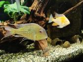 Akvariumo žuvys - nuotraukos Nr. 3