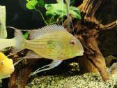 Akvariumo žuvys - nuotraukos Nr. 2