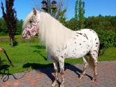 Appaloosa poni kumelaitė