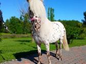 Appaloosa poni kumelaitė - nuotraukos Nr. 2