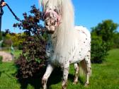 Appaloosa poni kumelaitė - nuotraukos Nr. 3