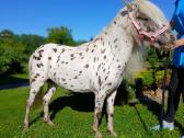 Appaloosa poni kumelaitė - nuotraukos Nr. 4