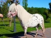 Appaloosa poni kumelaitė - nuotraukos Nr. 5