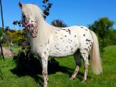Appaloosa poni kumelaitė - nuotraukos Nr. 6