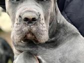 Cane Corso šuniukai su kilmės dokumentais - nuotraukos Nr. 4