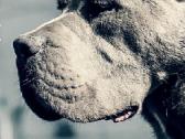 Cane Corso šuniukai su kilmės dokumentais - nuotraukos Nr. 3
