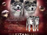 Akita