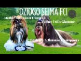 Ši cu ( Shih Tzu) kilmingi šuniukai - nuotraukos Nr. 2
