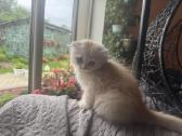 Cream tabby berniukas.