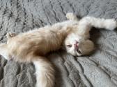 Cream tabby berniukas. - nuotraukos Nr. 2