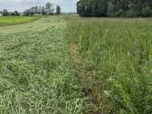 Šiaudų rulonai, šienainio rulonai - nuotraukos Nr. 5