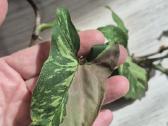Singonium red spot tricolor - nuotraukos Nr. 7
