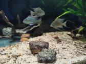 Parduodu Geophagus sveni