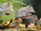 Parduodu Geophagus sveni - nuotraukos Nr. 2