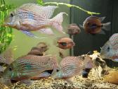 Parduodu Geophagus sveni - nuotraukos Nr. 3