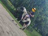 Žirgai ponis