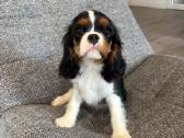 Kavalieriaus karaliaus Karolio spanieliukai - nuotraukos Nr. 3