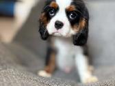 Kavalieriaus karaliaus Karolio spanieliukai