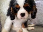 Kavalieriaus karaliaus Karolio spanieliukas - nuotraukos Nr. 7