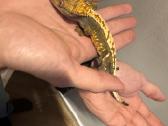Crested geko - nuotraukos Nr. 2