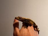 Crested geko - nuotraukos Nr. 4