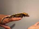 Crested geko - nuotraukos Nr. 5