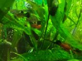 Parduodu papugas blue,molinezijas - nuotraukos Nr. 4