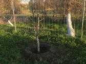 Priimčiau 4 avis į 30arų aptvarą Skapiškyje - nuotraukos Nr. 2