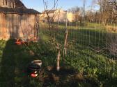 Priimčiau 4 avis į 30arų aptvarą Skapiškyje - nuotraukos Nr. 3