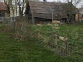 Priimčiau 4 avis į 30arų aptvarą Skapiškyje - nuotraukos Nr. 4