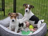 Parduodami Jack Russell šuniukai