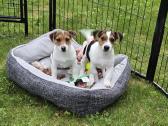 Parduodami Jack Russell šuniukai - nuotraukos Nr. 2