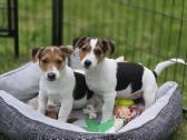 Parduodami Jack Russell šuniukai - nuotraukos Nr. 3