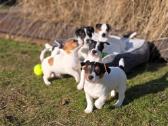Parduodami Jack Russell šuniukai - nuotraukos Nr. 4